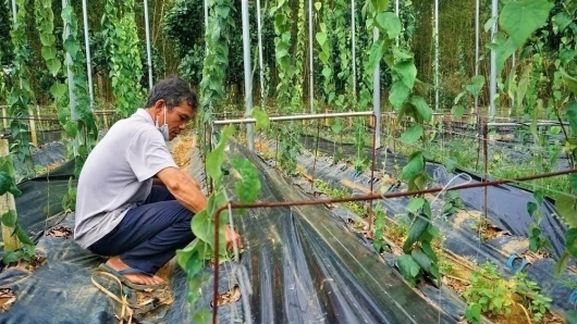 Biến đất đồi thành vùng nguyên liệu tiền tỷ nhờ cây sương sâm