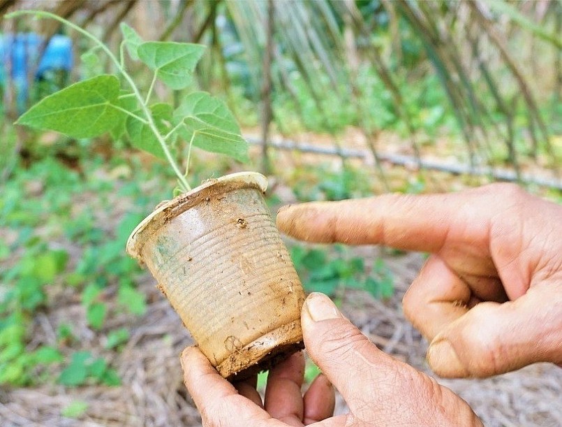 Cây con được chăm sóc kỹ trong chậu cho đến khi ra rễ thì mới được đem trồng ra hàng.
