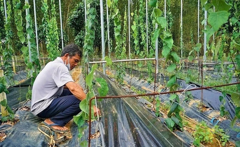 Biến đất đồi thành vùng nguyên liệu tiền tỷ nhờ cây sương sâm