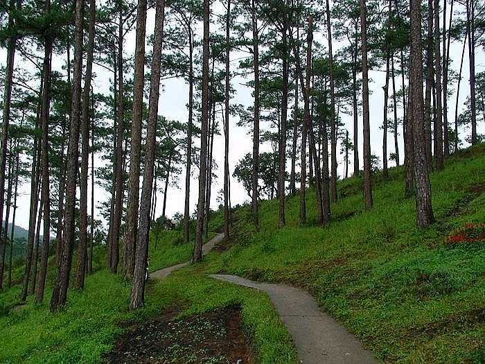 gành lâm nghiệp Đà Nẵng đặt trọng tâm vào việc nâng cao năng lực quản trị rừng hiện đại và thích ứng với biến đổi khí hậu.