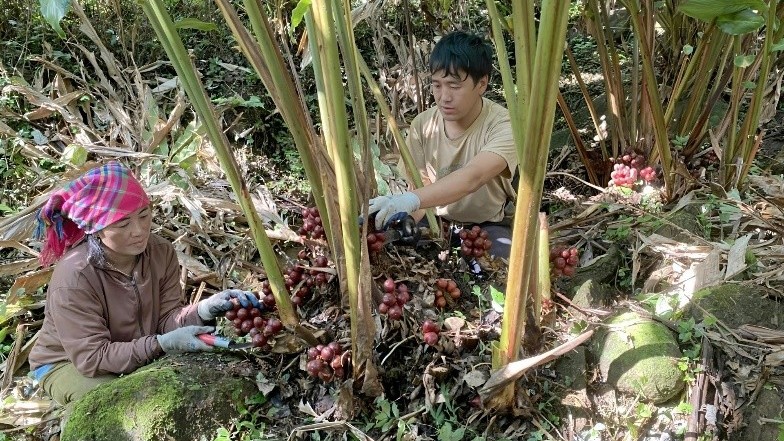 Trồng dược liệu dưới tán rừng nâng cao thu nhập, giảm áp lực khai thác gỗ