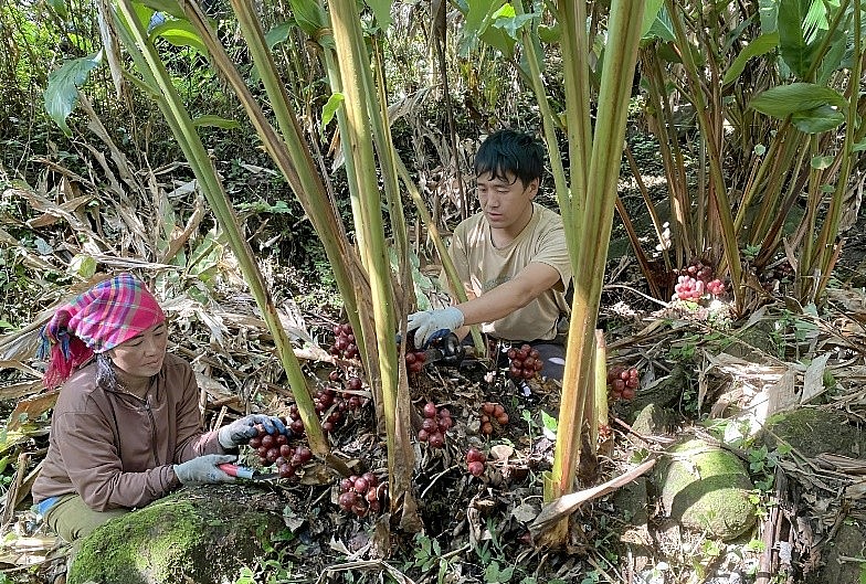 Trồng dược liệu dưới tán rừng nâng cao thu nhập, giảm áp lực khai thác gỗ