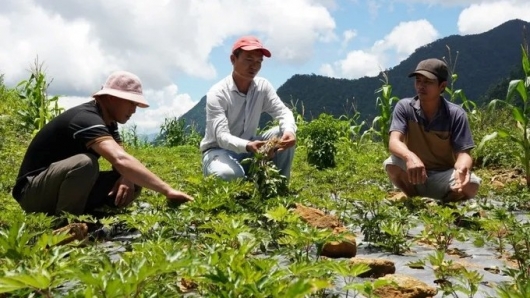Sâm Ngọc Linh: đánh thức "kho vàng xanh" giữa đại ngàn