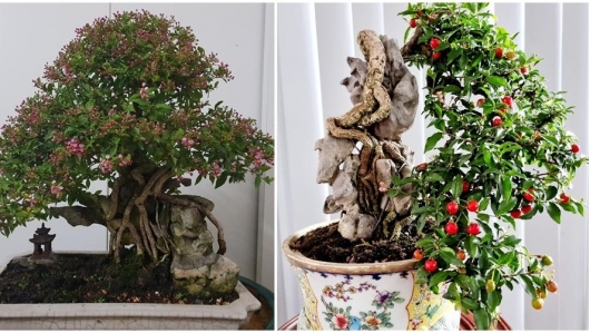 Bất ngờ với bonsai cây ăn quả: Có “siêu phẩm” được hét giá 7 tỷ đồng