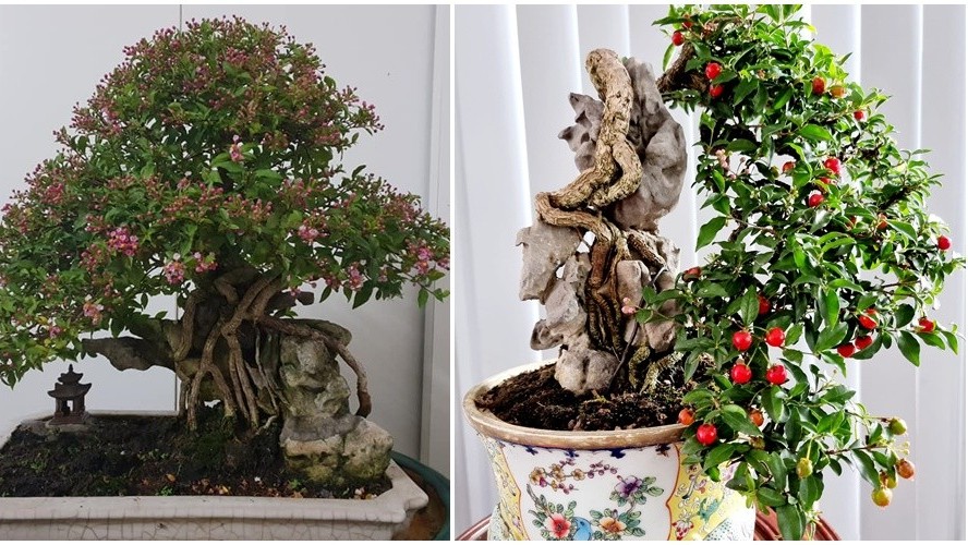 Bất ngờ với bonsai cây ăn quả: Có “siêu phẩm” được hét giá 7 tỷ đồng
