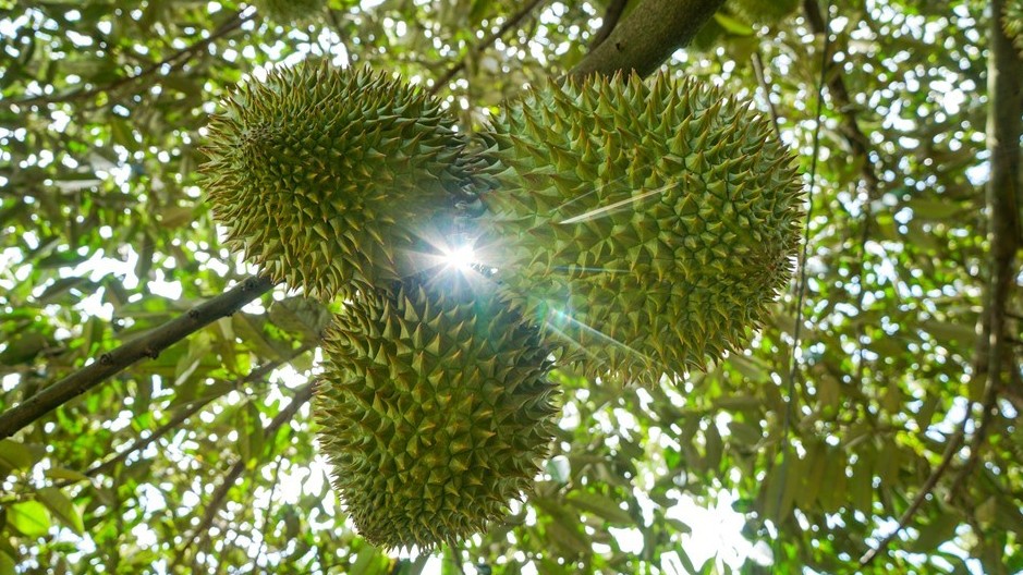 Sầu riêng vụ nghịch tại đồng bằng sông cửu long "sốt" giá, thương lái lùng mua sầu thái