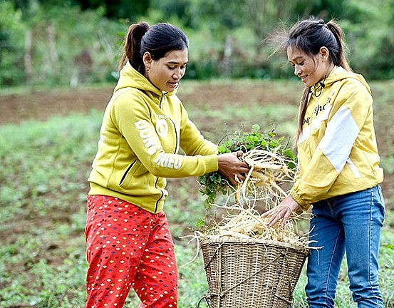 Người dân xã Măng Ri thu hoạch sâm dây. Ảnh: ĐỨC THÀNH