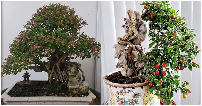 Bất ngờ với bonsai cây ăn quả: Có “siêu phẩm” được hét giá 7 tỷ đồng