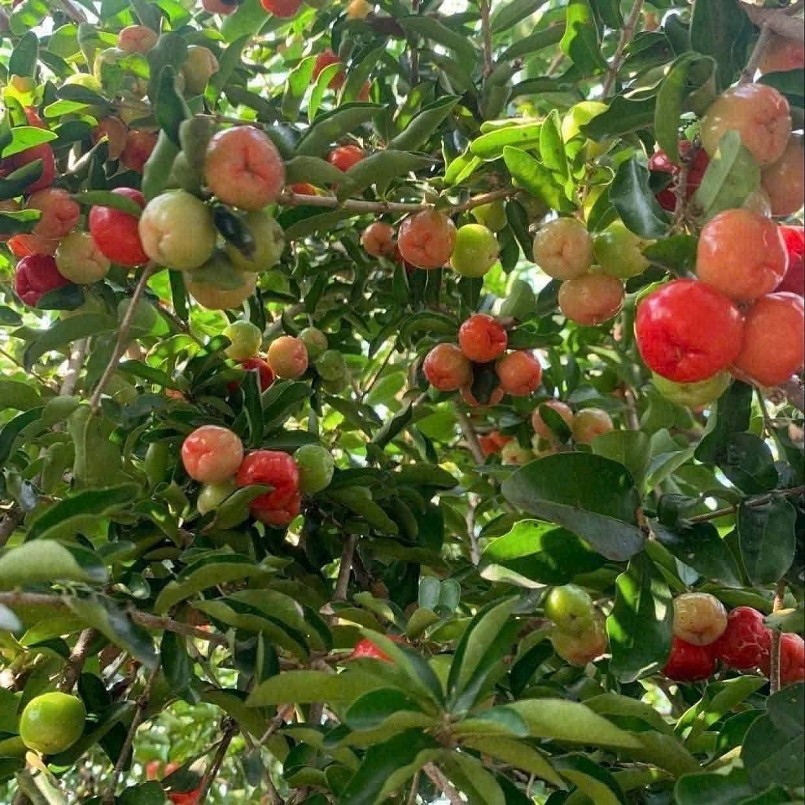 Bất ngờ với bonsai cây ăn quả: Có “siêu phẩm” được hét giá 7 tỷ đồng