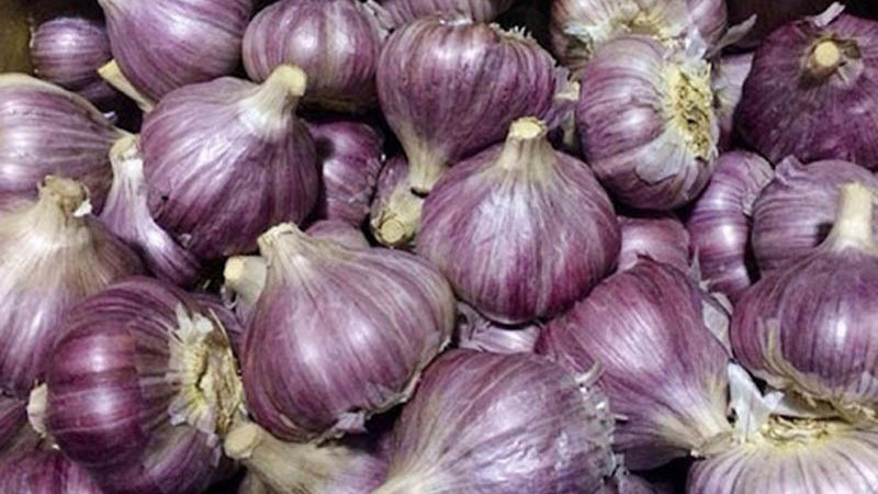 Khoa học chứng minh: Tỏi tía là "khắc tinh" tự nhiên của gan nhiễm mỡ và rối loạn chuyển hóa