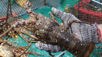 Xuất nhập khẩu lập kỷ lục lịch sử nhờ loạt mặt hàng tỷ đô