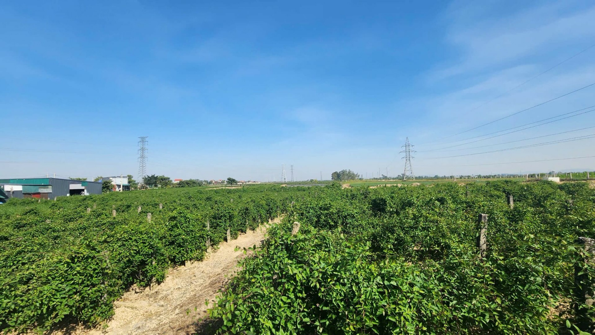 HTX Dược liệu Cao Cà Gai Leo Duy Anh: Hành trình gây dựng thương hiệu OCOP từ vùng đất Đông Sơn