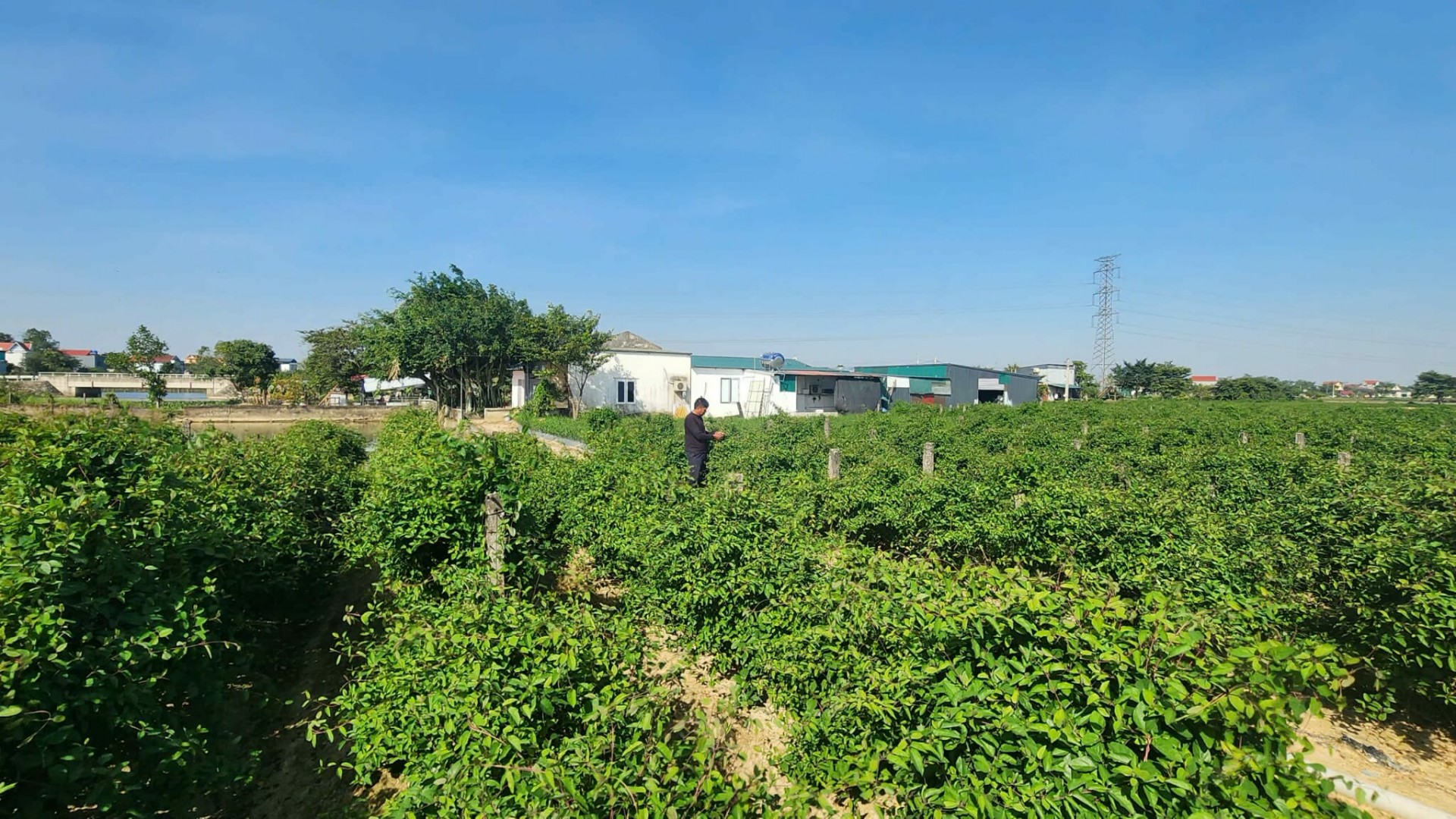 HTX Dược liệu Cao Cà Gai Leo Duy Anh: Hành trình gây dựng thương hiệu OCOP từ vùng đất Đông Sơn