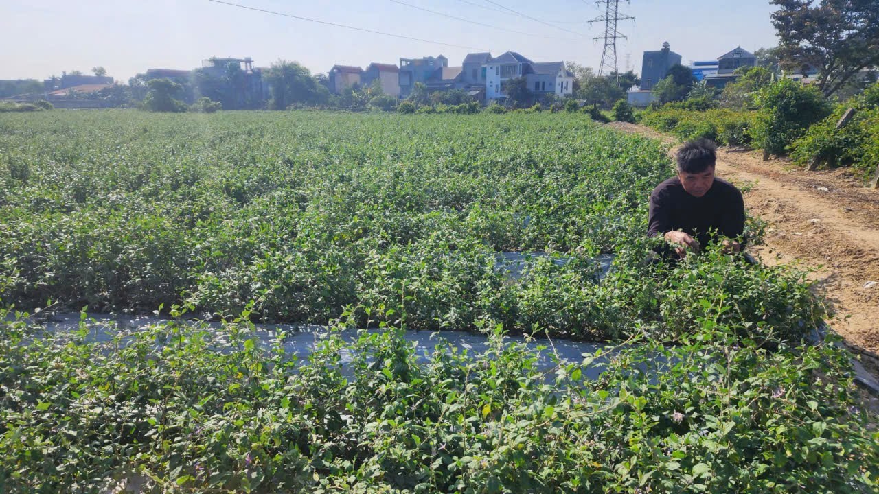 HTX Dược liệu Cao Cà Gai Leo Duy Anh: Hành trình gây dựng thương hiệu OCOP từ vùng đất Đông Sơn