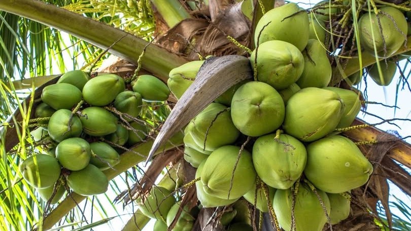 Xuất khẩu rau quả 11 tháng đạt 7,8 tỷ USD với mức xuất siêu kỷ lục