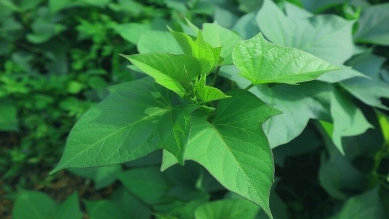 Loại lá xuất khẩu triệu USD mang trong mình hoạt chất quý