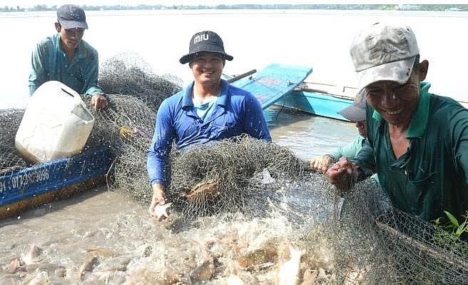 Nuôi cá đăng quầng mang lại thu nhập cao cho người nông dân. Nuôi cá đăng quầng mang lại thu nhập cao cho người nông dân.