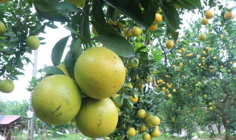 Cam đồng tiền có giá khá cao từ 90.000 - 100.000/kg. Ảnh TTXVN