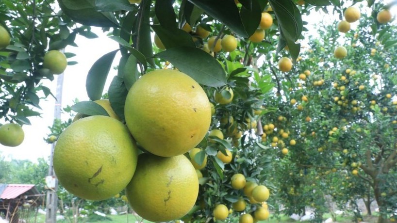 Nâng tầm giá trị thương hiệu cam Hưng Yên