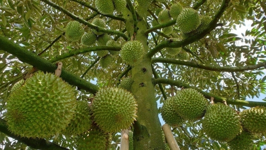 Vụ trục lợi mã số vùng trồng sầu riêng: Bộ Nông nghiệp và Môi trường nói gì?