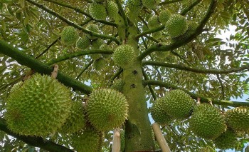 Vụ trục lợi mã số vùng trồng sầu riêng: Bộ Nông nghiệp và Môi trường nói gì?