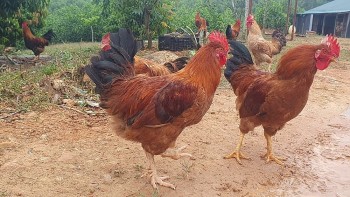 Từ kỹ sư phố thị thành nông dân: Bí quyết 9X 