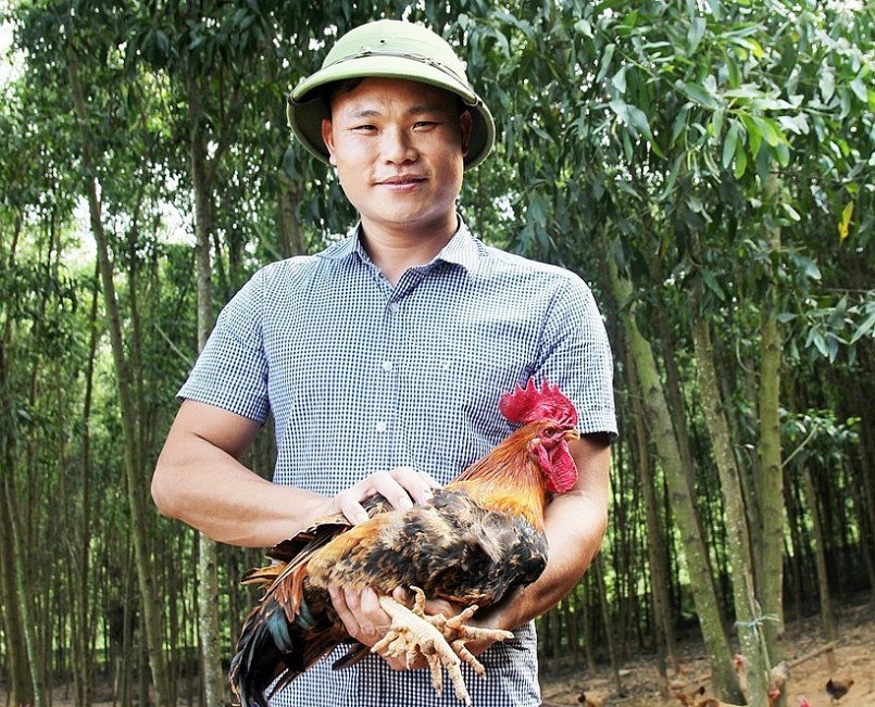 Từ kỹ sư phố thị thành nông dân: Bí quyết 9X "hồi sinh" giống gà 6 ngón Nà Vàng