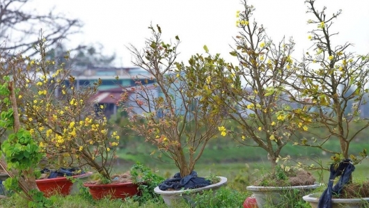 Bão lũ và thời tiết cực đoan khiến thị trường cây cảnh Tết 2026 biến động khó lường