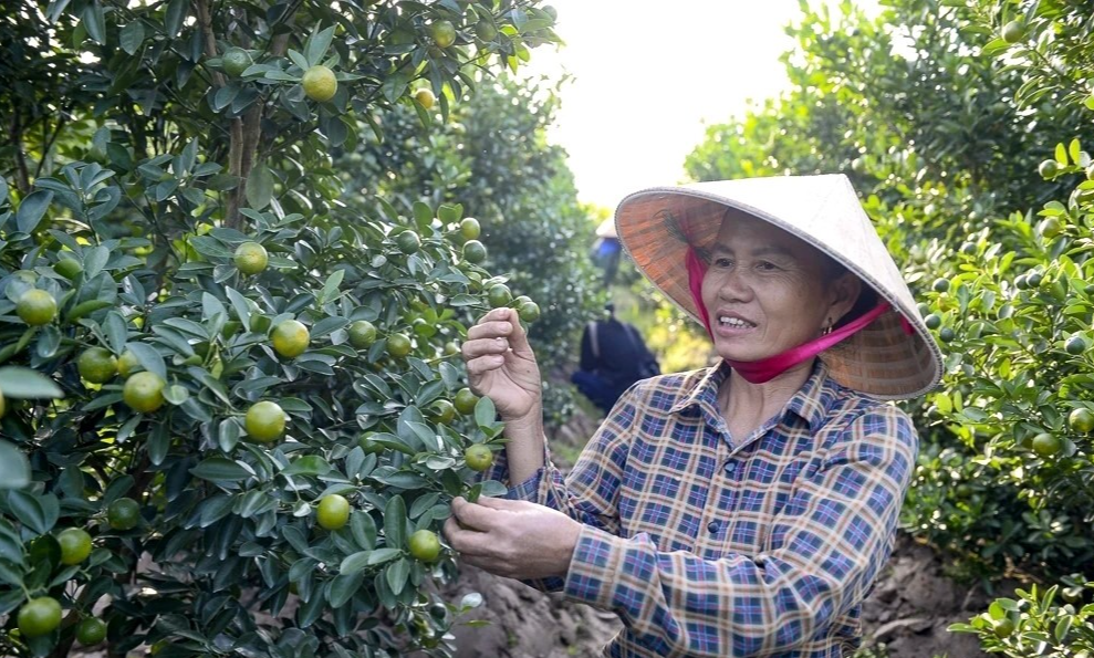 Bão lũ và thời tiết cực đoan khiến thị trường cây cảnh Tết 2026 biến động khó lường