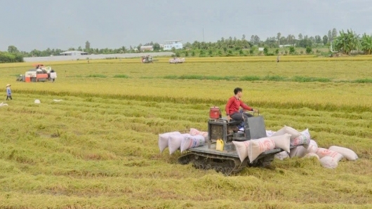 Bản đồ xuất khẩu gạo đang thay đổi: Việt Nam thích ứng ra sao?