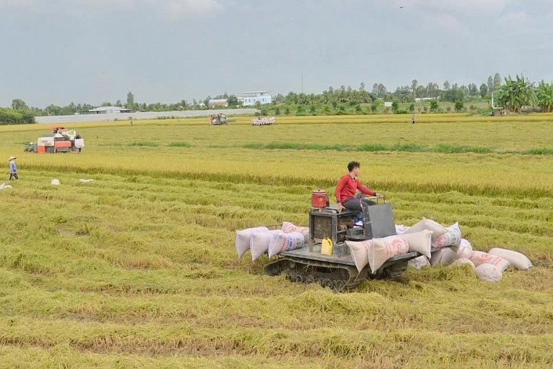 Bản đồ xuất khẩu gạo đang thay đổi: Việt Nam thích ứng ra sao?