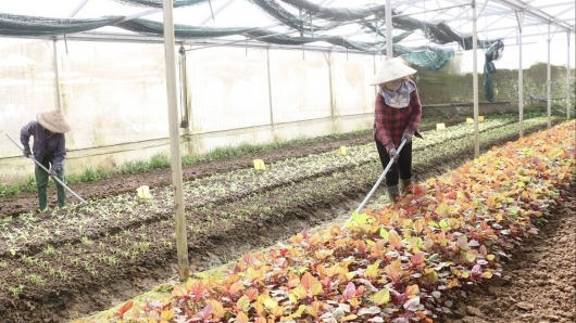 Từ VietGAP đến nông nghiệp xanh: Đà Nẵng 'vẽ bức tranh' chất lượng cho nông sản