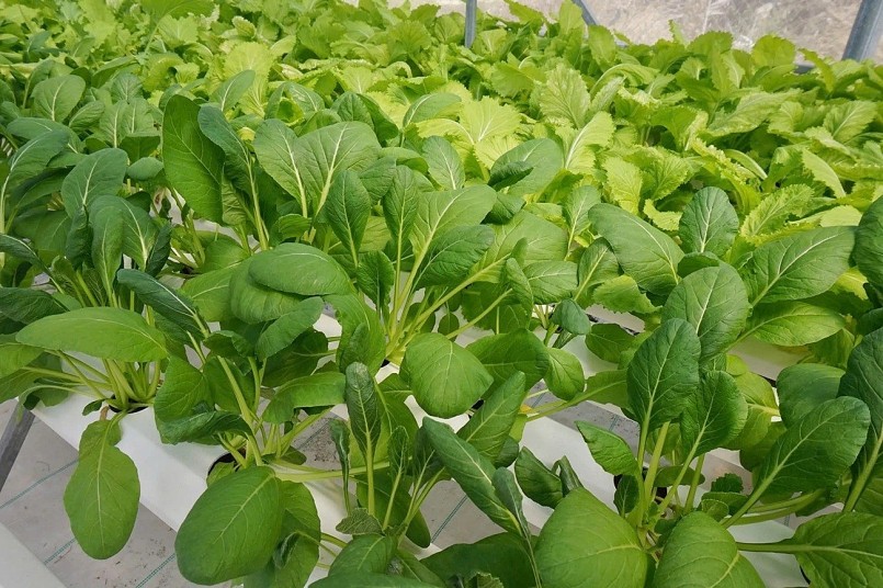 Trồng rau thuỷ canh cho năng suất và chất lượng cao hơn rau truyền thống, đảm bảo vệ sinh an toàn thực phẩm. Ảnh: T.N. Trồng rau thuỷ canh cho năng suất và chất lượng cao hơn rau truyền thống, đảm bảo vệ sinh an toàn thực phẩm. Ảnh: T.N.