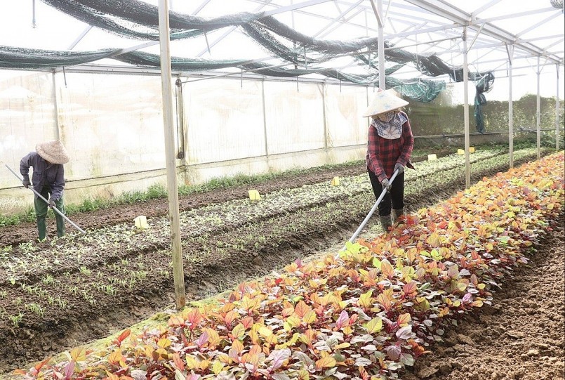 Ngành nông nghiệp thành phố đẩy mạnh các giải pháp hỗ trợ để thúc đẩy sản xuất VietGAP. Ảnh: TRẦN TRÚC Ngành nông nghiệp thành phố đẩy mạnh các giải pháp hỗ trợ để thúc đẩy sản xuất VietGAP. Ảnh: TRẦN TRÚC