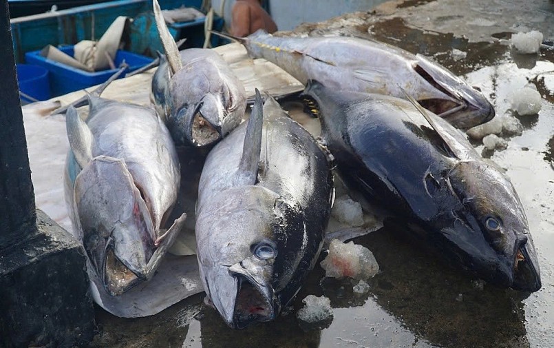 Xuất khẩu thủy sản đạt 10,38 tỷ USD: Tín hiệu thị trường sáng trở lại Xuất khẩu thủy sản đạt 10,38 tỷ USD: Tín hiệu thị trường sáng trở lại