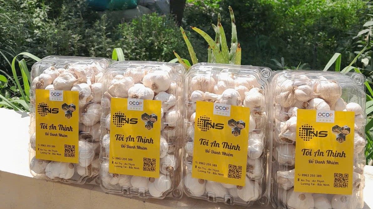 Chuẩn hóa sản phẩm, nâng giá trị tỏi An Thịnh trong chuỗi nông sản Bắc Ninh