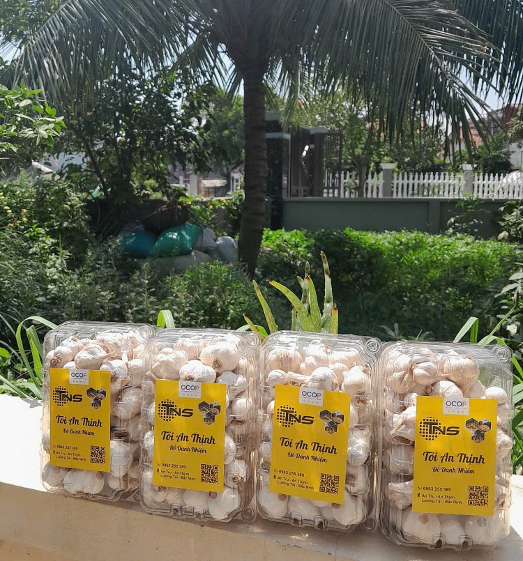 Chuẩn hóa sản phẩm, nâng giá trị tỏi An Thịnh trong chuỗi nông sản Bắc Ninh Chuẩn hóa sản phẩm, nâng giá trị tỏi An Thịnh trong chuỗi nông sản Bắc Ninh