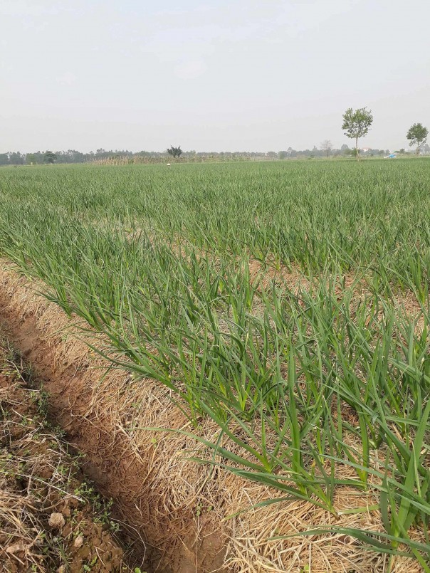 Chuẩn hóa sản phẩm, nâng giá trị tỏi An Thịnh trong chuỗi nông sản Bắc Ninh Chuẩn hóa sản phẩm, nâng giá trị tỏi An Thịnh trong chuỗi nông sản Bắc Ninh