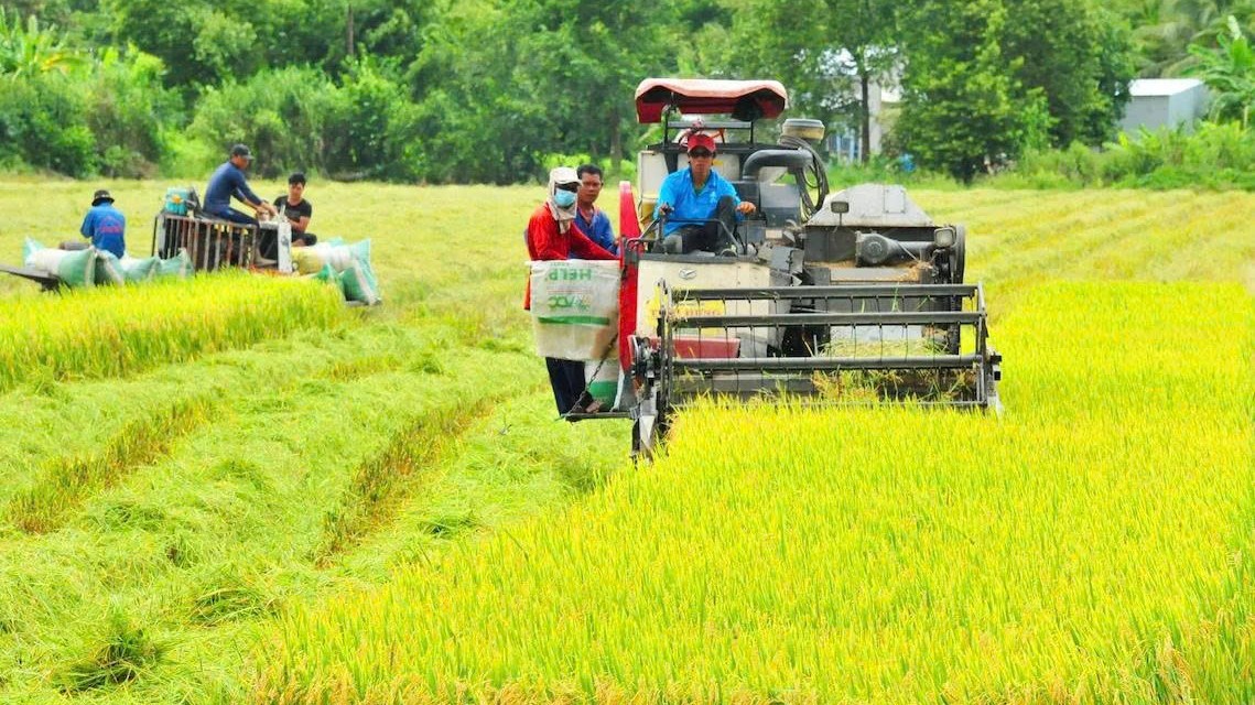 Gạo Việt xanh phát thải thấp: Vì sao thị trường "đỏ mắt" tìm?