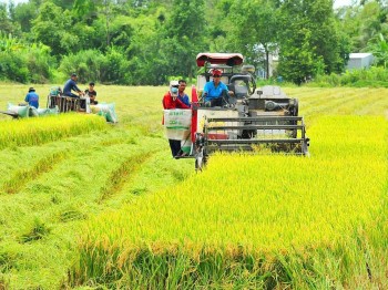 Gạo Việt xanh phát thải thấp: Vì sao thị trường 