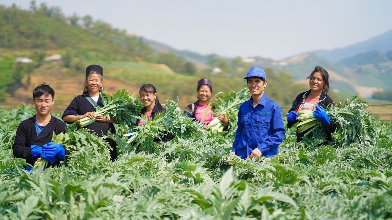 Tiềm năng lớn và bài toán giảm nhập khẩu dược liệu việt nam