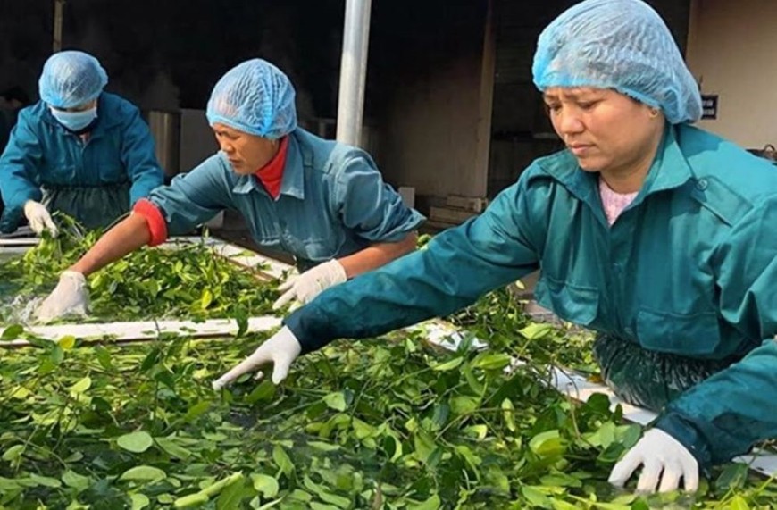  Sơ chế dược liệu tại một doanh nghiệp. Ảnh minh họa: tuyengiao.vn