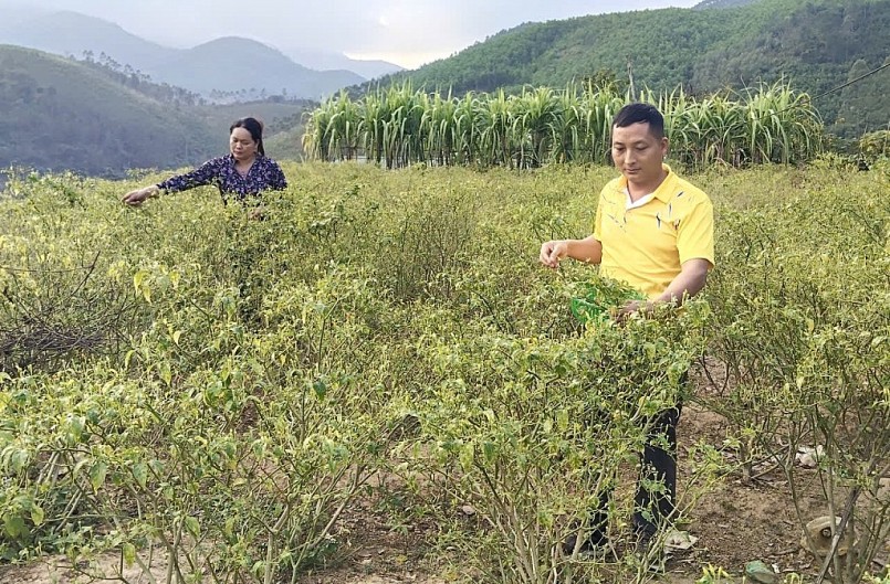 Hành trình định vị thương hiệu OCOP cho nông sản vùng cao