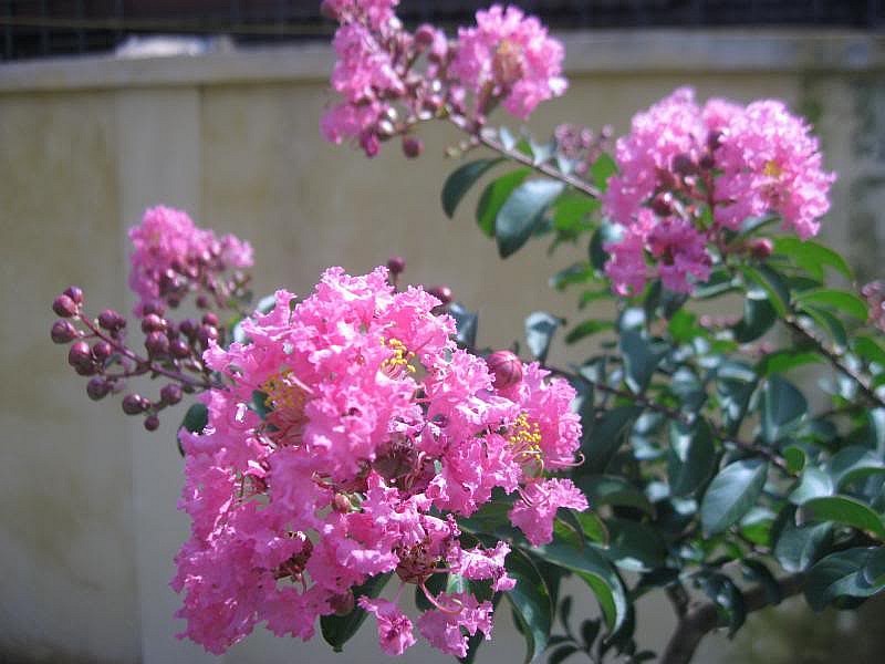 Loại cây mọc nhiều trên vỉa hè: Vừa mang phúc khí, vừa là “thuốc quý” cho gia đình Loại cây mọc nhiều trên vỉa hè: Vừa mang phúc khí, vừa là “thuốc quý” cho gia đình