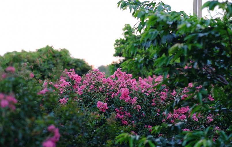 Loại cây mọc nhiều trên vỉa hè: Vừa mang phúc khí, vừa là “thuốc quý” cho gia đình Loại cây mọc nhiều trên vỉa hè: Vừa mang phúc khí, vừa là “thuốc quý” cho gia đình