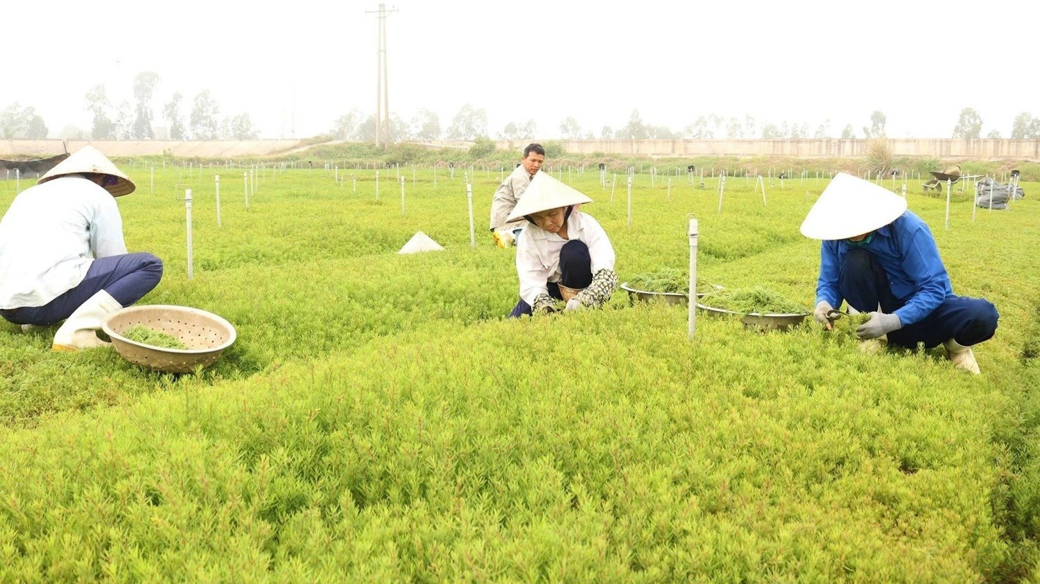 Từ rau dại ven đường đến đặc sản lạ: Trồng quanh năm, thu hoạch sau 3 tháng