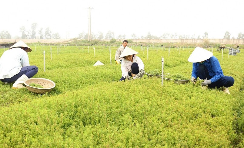Từ rau dại ven đường đến đặc sản lạ: Trồng quanh năm, thu hoạch sau 3 tháng Từ rau dại ven đường đến đặc sản lạ: Trồng quanh năm, thu hoạch sau 3 tháng