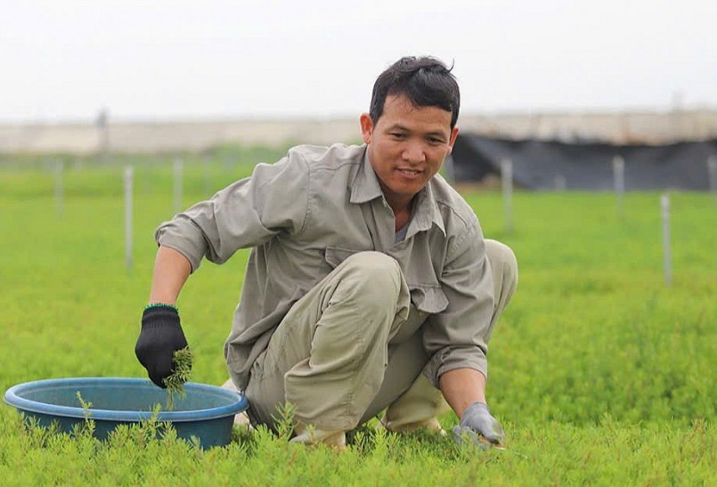 Từ rau dại ven đường đến đặc sản lạ: Trồng quanh năm, thu hoạch sau 3 tháng Từ rau dại ven đường đến đặc sản lạ: Trồng quanh năm, thu hoạch sau 3 tháng