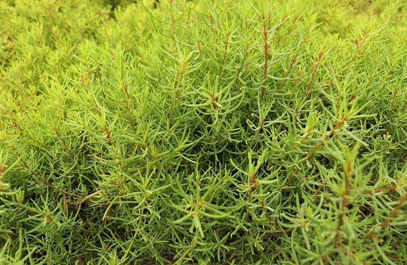 Từ rau dại ven đường đến đặc sản lạ: Trồng quanh năm, thu hoạch sau 3 tháng Từ rau dại ven đường đến đặc sản lạ: Trồng quanh năm, thu hoạch sau 3 tháng