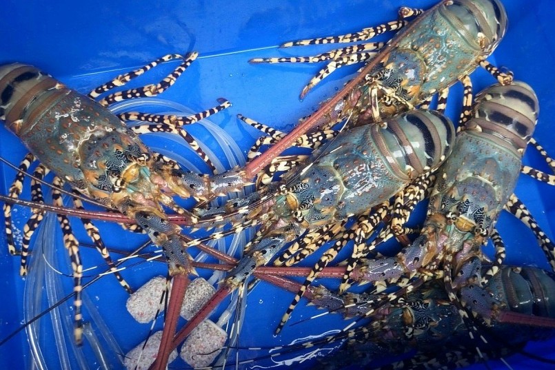 Giữ đà tăng trưởng tại Trung Quốc: Doanh nghiệp tôm Việt phải đổi mới gì? Giữ đà tăng trưởng tại Trung Quốc: Doanh nghiệp tôm Việt phải đổi mới gì?